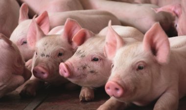 Ingestão do colostro reduz mortalidade de leitões logo após o nascimento