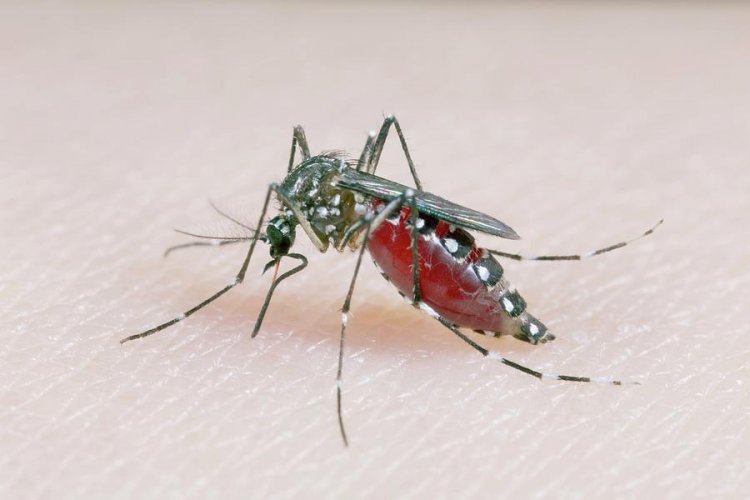 Dengue pode causar complicações no sangue, alertam especialistas