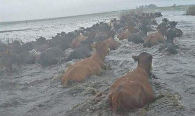 Apoio ao adiamento dos vencimentos dos débitos dos produtores rurais de todo o Brasil impactados por eventos climáticos