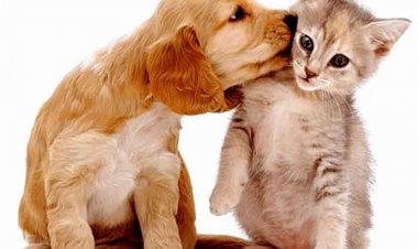 Doença Renal em pets: causas, sintomas e tratamento