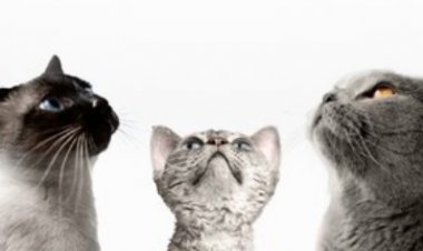 Diagnóstico precoce do câncer de mama em gatos é essencial para salvar vidas