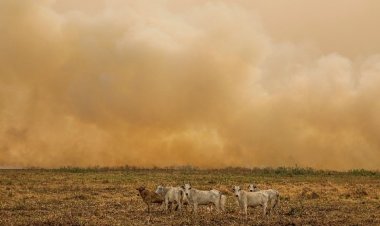 Depois dos incêndios, é momento de vistoriar as cercas e prevenir o fogo no futuro