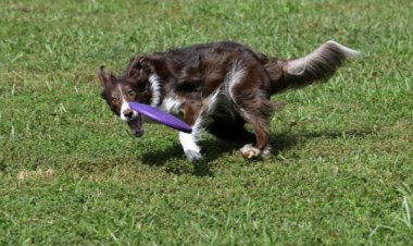 Enfermidades articulares afetam qualidade de vida de cães
