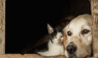 Antibióticos podem ser necessários para o tratamento de doenças respiratórias em cães e gatos