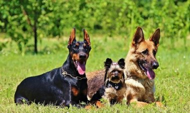 Proteger os cães com coleiras ectoparasiticidas auxilia no controle ambiental e evita a disseminação de doenças causadas por pulgas, carrapatos e outros vetores