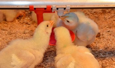 Atenção para os sinais na granja. Frangos com diarreia, penas arrepiadas e queda no desempenho podem ser sinais de infecção intestinal