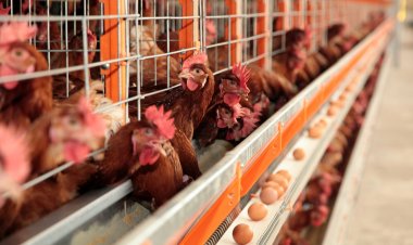 Envelhecimento das poedeiras: ajustes na nutrição ajudam a manter a alta produtividade