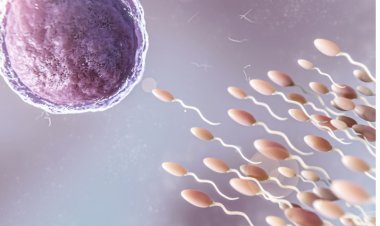 Dificuldade para engravidar pode estar ligada à falta de qualidade do espermatozoide