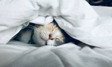 Boa imunidade em felinos está relacionada à presença de lisina no organismo