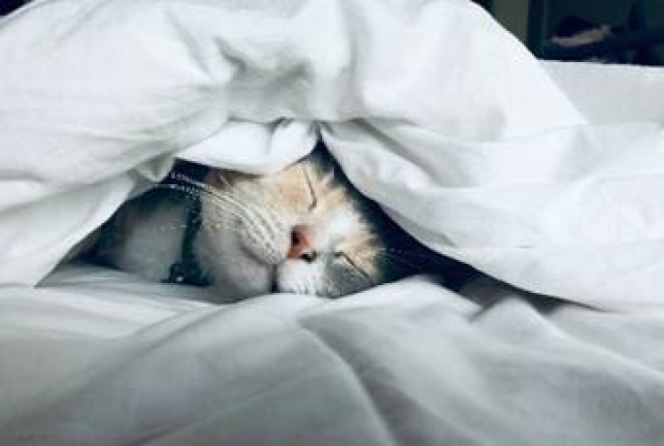 Boa imunidade em felinos está relacionada à presença de lisina no organismo