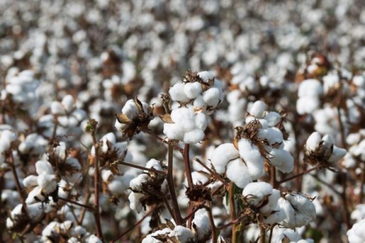 O poder das decisões de comprometer a produção de algodão do Cerrado