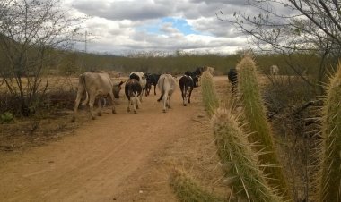 Governo Federal reconhece emergência em 65 municípios potiguares