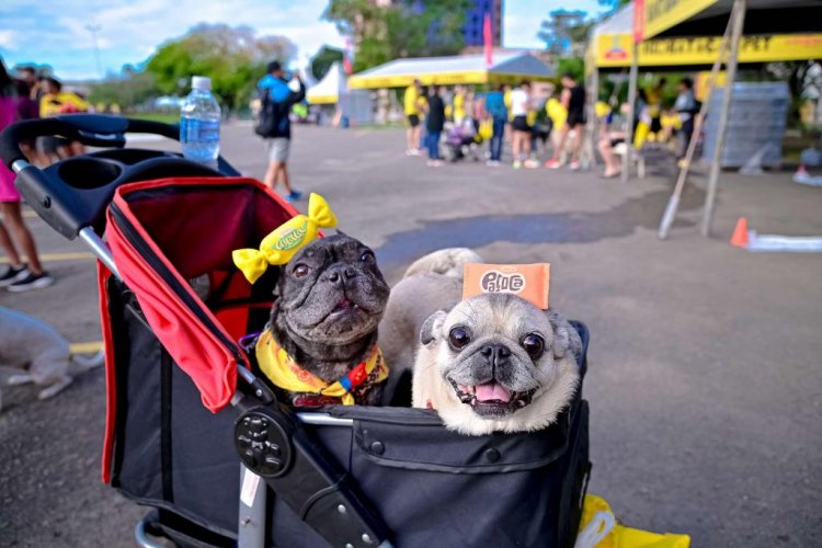 Cachorrida e Garotada em alta completam a festa da 34ª edição das Dez Milhas Garoto