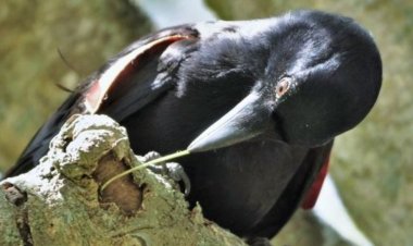 Uma conversa na praia, a COP 30 e aves testadas como armas biológicas