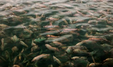 O Brasil à mesa: como a tilápia une sabores e costumes regionais