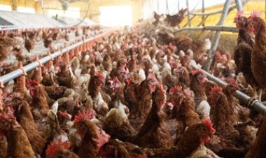 Inteligência Artificial conta 140 mil ovos por dia com 99,9