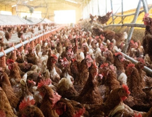 Inteligência Artificial conta 140 mil ovos por dia com 99,9