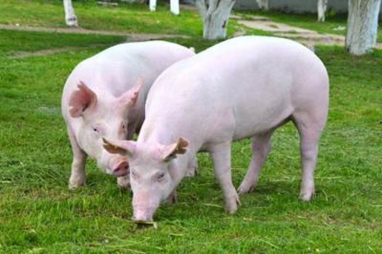 Quando o suíno não desempenha como deveria, o problema pode estar no intestino