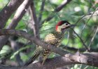 De Caicó para o mundo: guia internacional reúne mais de 230 fotos de aves do Seridó potiguar