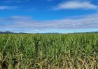 Expectativa de crescimento da safra de cana 2026/2027 reforça valor do manejo da soqueira