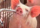 3º Concurso Fotográfico Bacon Lovers abre inscrições e terá iPhone 17 como prêmio