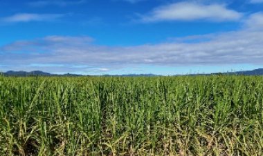 Expectativa de crescimento da safra de cana 2026/2027 reforça valor do manejo da soqueira