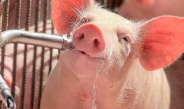 3º Concurso Fotográfico Bacon Lovers abre inscrições e terá iPhone 17 como prêmio