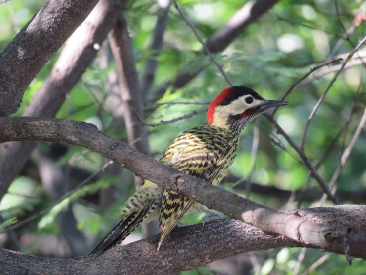 De Caicó para o mundo: guia internacional reúne mais de 230 fotos de aves do Seridó potiguar