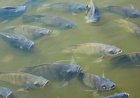 El Niño muda o comportamento alimentar dos peixes. Produtores precisam fazer ajustes na nutrição