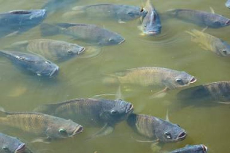 El Niño muda o comportamento alimentar dos peixes. Produtores precisam fazer ajustes na nutrição